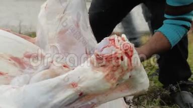 农场里的人砍断了一头小牛的尸体，特写，小牛